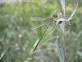 lestes barbarus