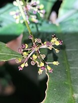 Close up of spent flowers, developing fruit