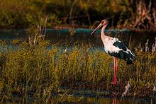 Maguari, uma espécie de cegonha, caminha em um lago