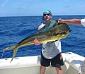 Dorado maverikos capturado en Islamorada