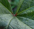 Leaf upperside