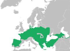 Distribución según lo definido por la UICN en 2009. Algunas poblaciones (Península Ibérica, partes de Europa del Este, Turquía y las regiones del Mar Negro y Mar Caspio) ahora se reconocen como especies separadas