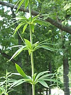 Lilium michiganense