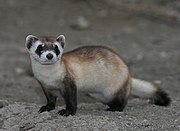 Brown, black, and white mustelid on dirt