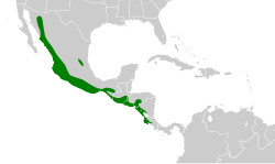 Distribución geográfica del copetón de Nutting.