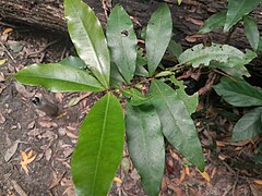 Foliage