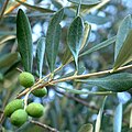 The Olive Fruit.