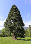 Baumgruppen im Vetsera-Park (1 Douglastanne, 1 Mammutbaum, 1 Thuje)