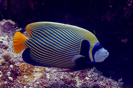 Emperor angelfish, by Poco a poco