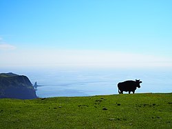 放牧の牛との景観