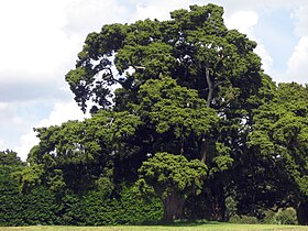 Podocarpus totara