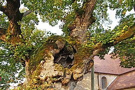 classé arbre remarquable de France,