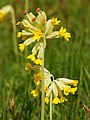 Involucrate Primula veris - 산형화서