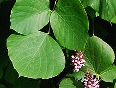 P. montana var. lobata, les folioles sont entières