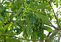 Fruit panicles