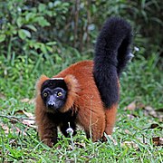 Black and brown lemur