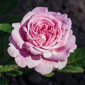 une rose de couleur rose avec de très nombreux pétales serrés