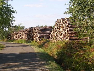 Filière bois : grumes stockées à Saint-Perdon.