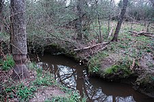 Signs of beaver (Castor canadensis) activity, gnawed tree trunk and burrowing in stream bank. Madison County (March 2010).