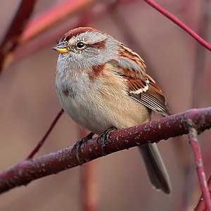 American tree sparrow, by Mdf (edited by Arad)