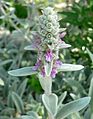 Stachys byzantina