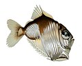 Diaphanous hatchetfish