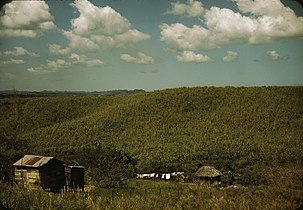 In 1941 sugar cane production surged in Río Piedras, now a district of San Juan