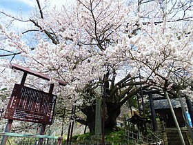 素桜神社の神代ザクラ（国の天然記念物）