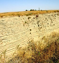 This photo shows a canyon cut into the surrounding flat soil with 32 distinct horizontal layers of soil, each clearly demarked from the layer below. Above the canyon a farm house can be seen n the distance - the farm house provide the perspective that helps the viewer establish that the cut is over 40 deep. The bottom of the cut is filled with tumble weeds.