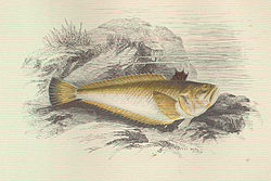 Echiichthys vipera