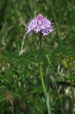 T. globosa