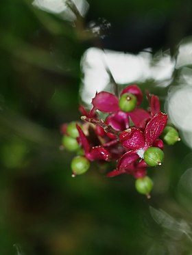 Trichstigma polyandrum