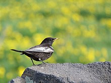 Black bird with a white crescent on its breast