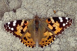 ヒメアカタテハ Vanessa cardui (タテハチョウ族(Nymphalini))