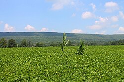 Field and Montour Ridge in Point Township