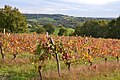 Vignes, Verneuil-sur-Vienne (18 octobre 2015)