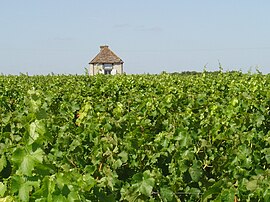 The vineyard and a vine Lodge