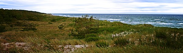 Végétation sur le sable près du littoral.