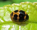 Zagreus cornejoi (Coccinellidae), especie dedicada por su afición a los insectos, foto tomada en la localidad del tipo, Facultad de Ciencias Naturales, Universidad de Guayaquil.