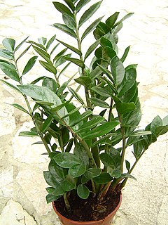 Description de l'image Zamioculcas_zamiifolia_1.jpg.