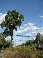 Віковий дуб біля зупинного пункту