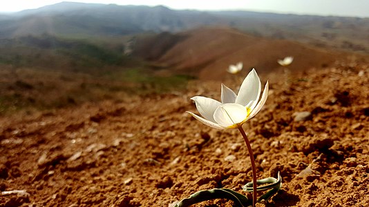 Ալբորզի լեռներ