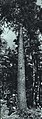 1964-05 1964年 孟昭贵用油锯伐木