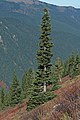 Image 5The narrow conical shape of northern conifers, and their downward-drooping limbs, help them shed snow. (from Conifer)