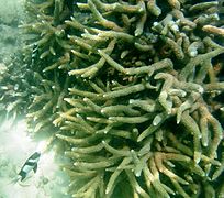 Acropora muricata, Port Launay, Mahé.