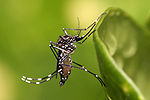 Aedes aegypti