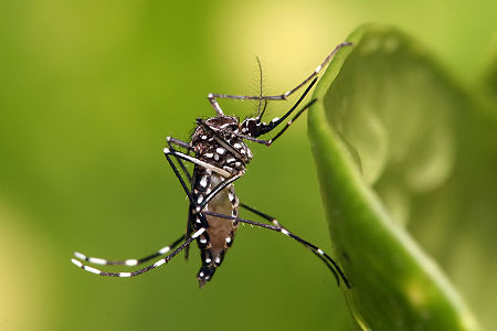 Aedes aegypti, by Muhammad Mahdi Karim