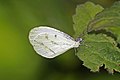 L. a. sylvicola, Madagascar