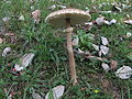 Macrolepiota procera o mazza di tamburo