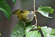 greenish sunbird with grey undersides